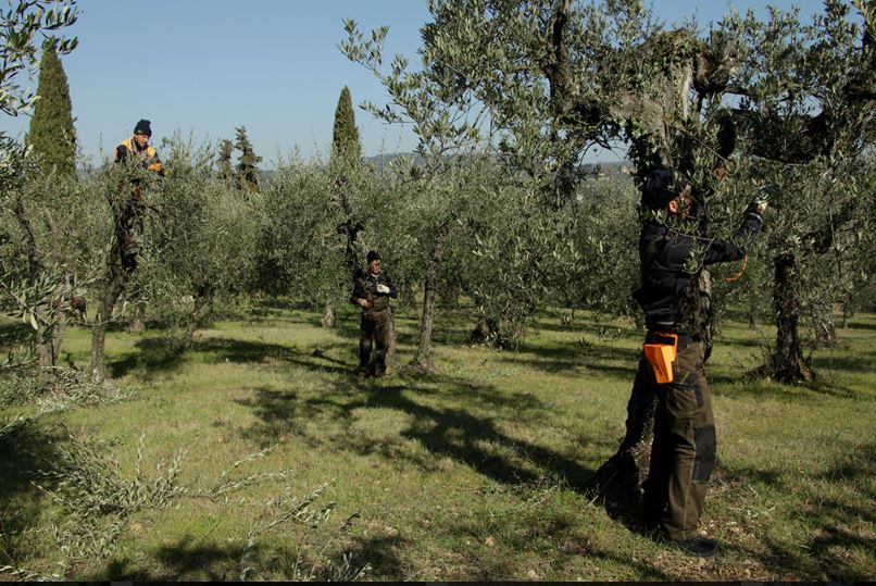 Giardinaggio Siena