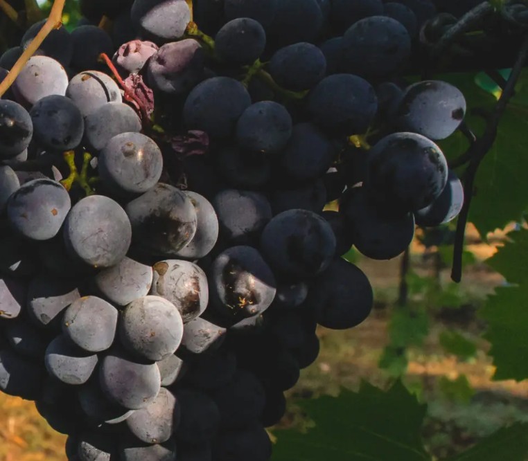 Vini rossi toscani vendita diretta