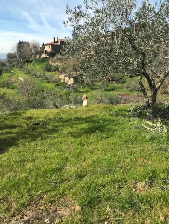 Olio Toscano vendita online