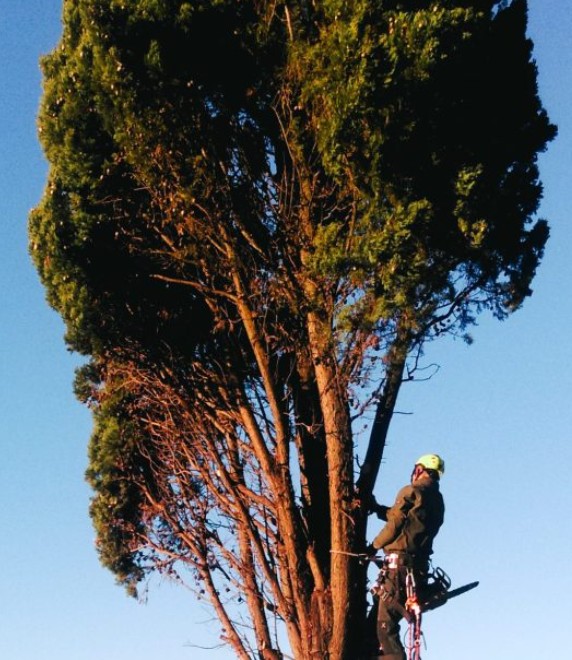 Abbattimento Alberi Alto Fusto Firenze